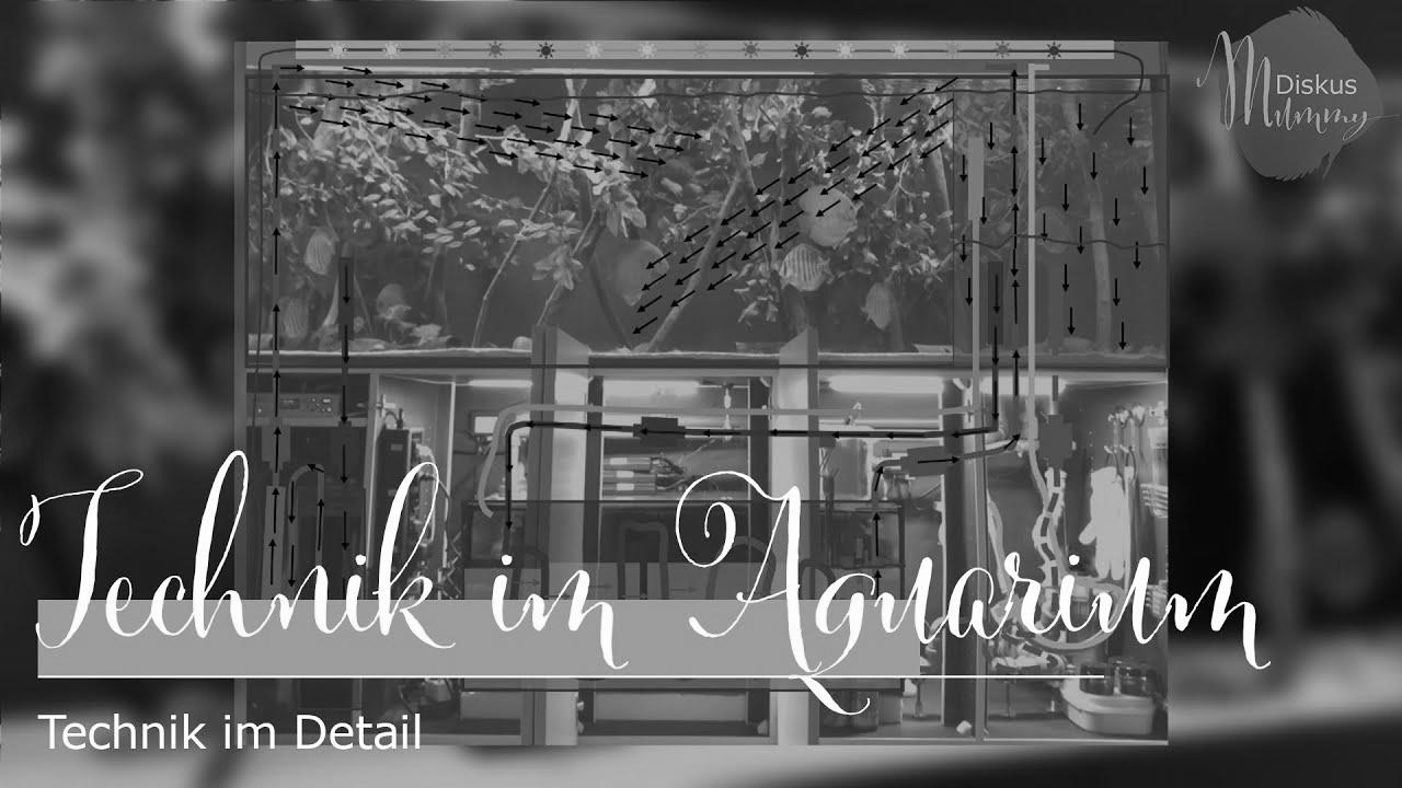Aquarium expertise at a glance – The technical elements within the discus aquarium
