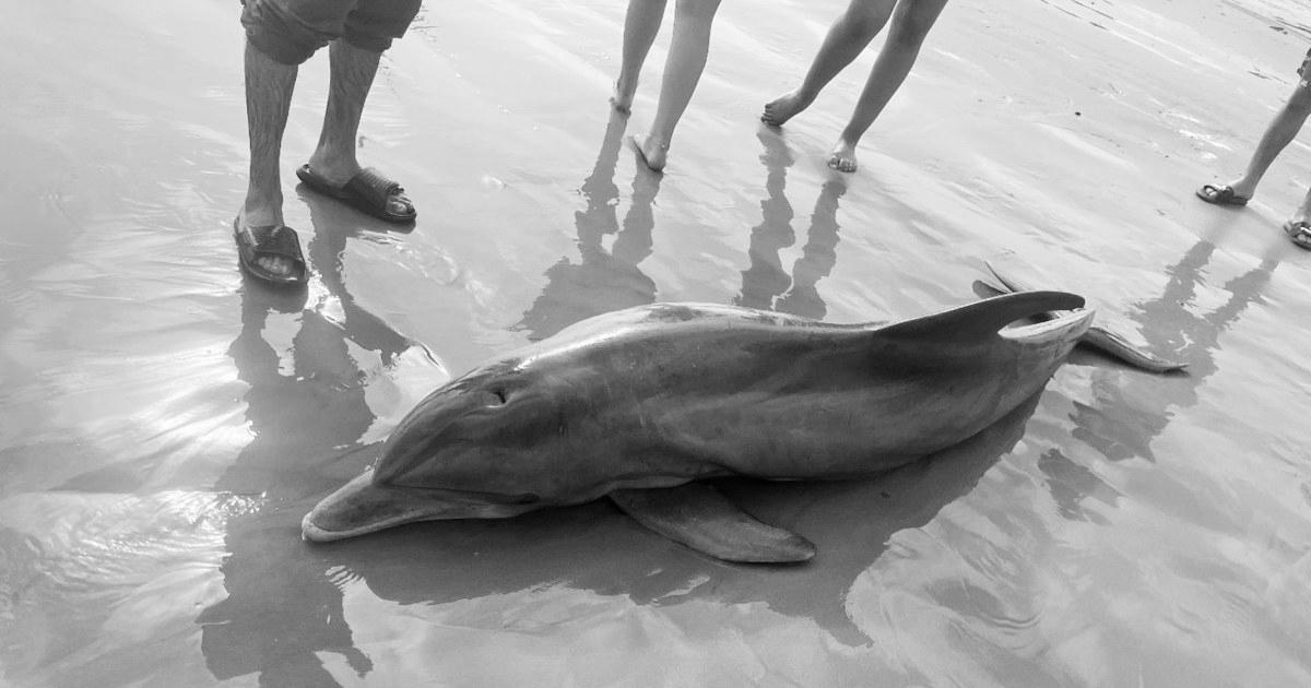 Rewards offered after dolphin ‘harassed to demise’ on Texas seashore, one other impaled in Florida